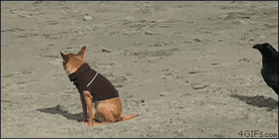 Gifs
