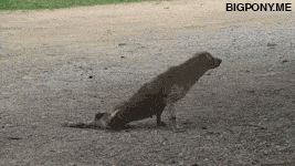 Gifs