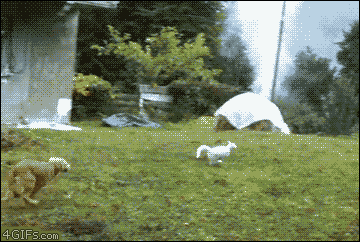Gifs