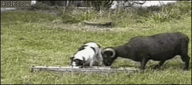 perro