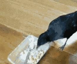 gato
