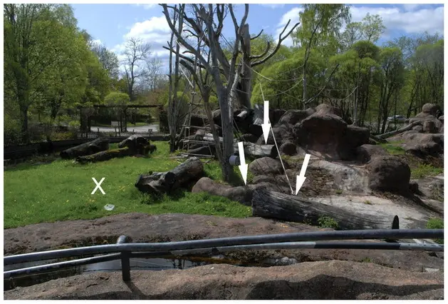 El chimpancé que idea tácticas de combate humanas