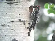 Pajaro CArpintero