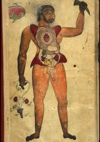 anatomia