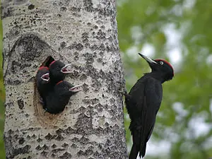 naturaleza