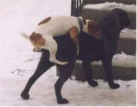 perro
