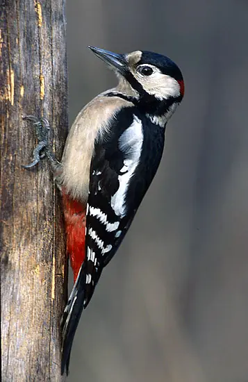 Curiosidades de la naturaleza (Megapost)