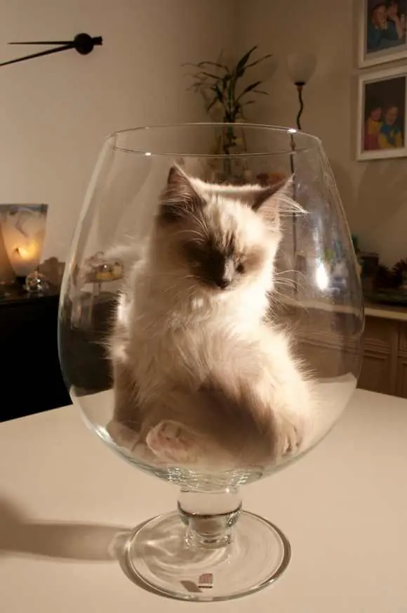 Los gatos se saben divertir [Imagenes]