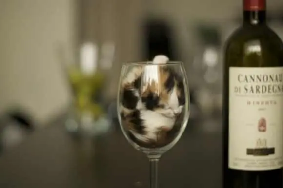 gatos