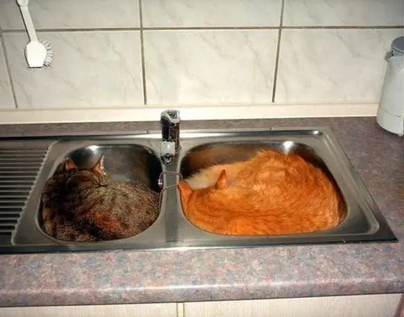 Animales