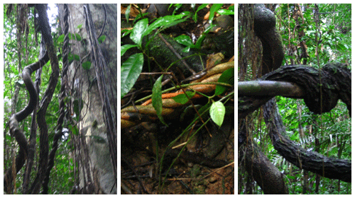 Drogas, sus efectos y origenes.