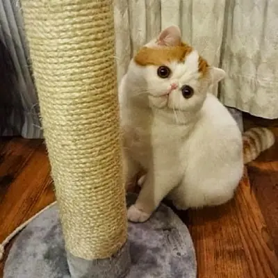 SnoopyBabe el gato más tierno