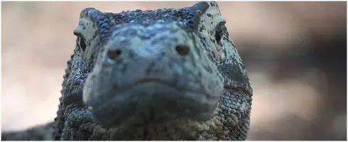 en peligro de extinción