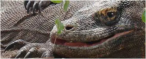 el dragón de komodo