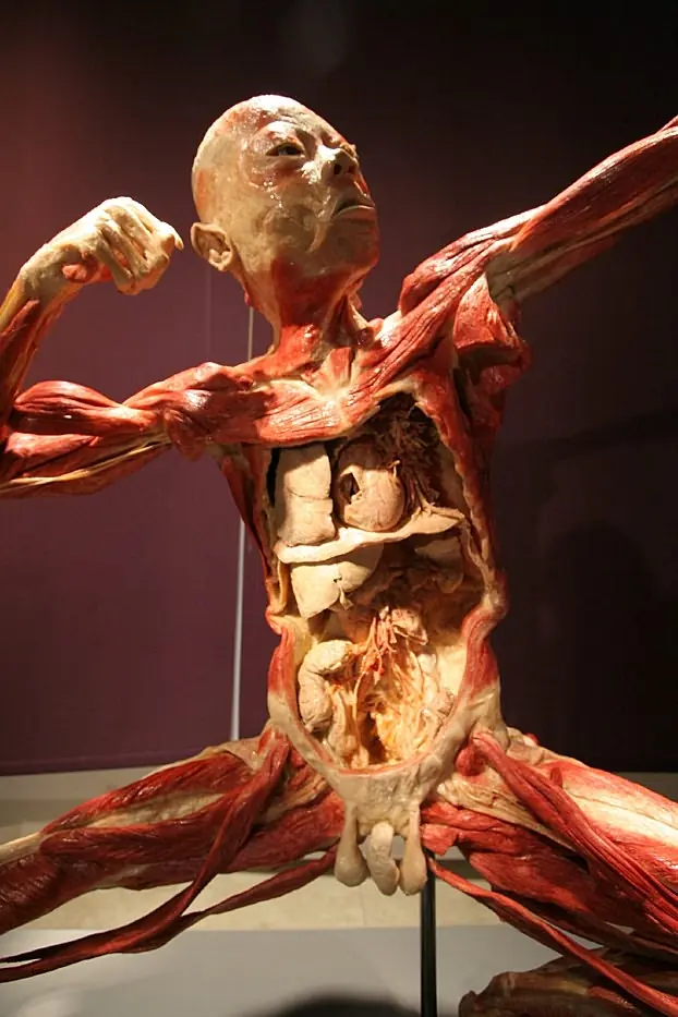 Bodies Revealed: El cuerpo humano al descubierto!!