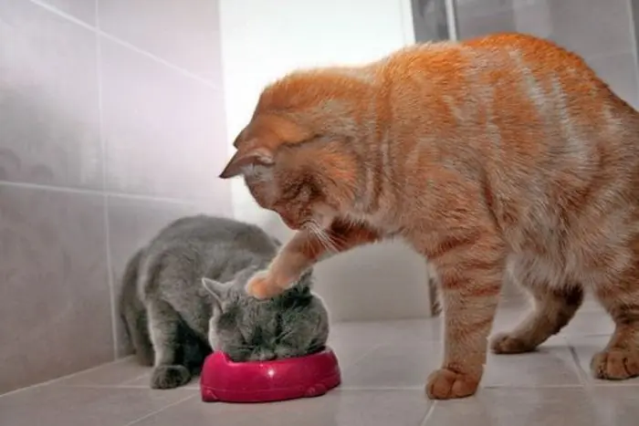 gatos