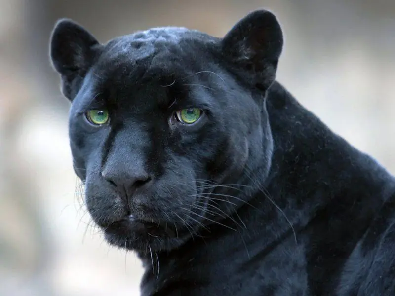 felino