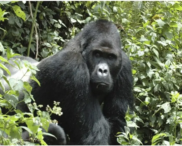 Animales en peligro de extincion