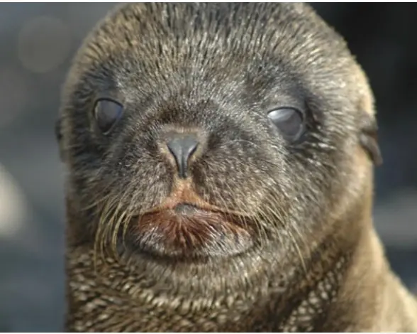 Animales en peligro de extincion