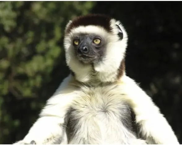 reino animal