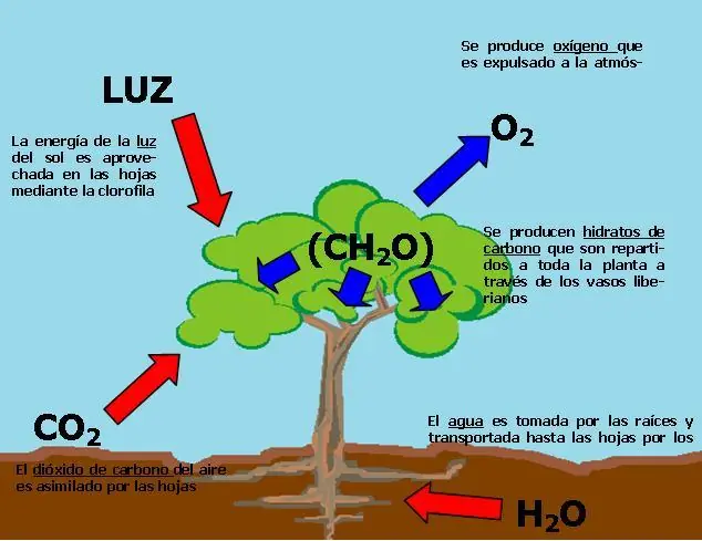vida