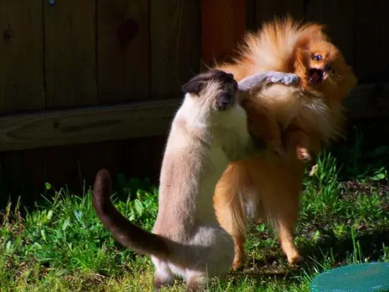 Los gatos se saben divertir [Imagenes]