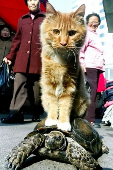 Animales