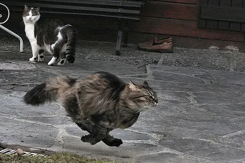 reino animal