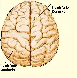 25 datos curiosos del cuerpo humano
