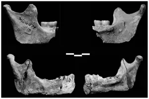 Nuevos fósiles confirman la complejidad de la evolució