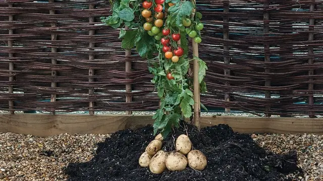 ¿tomaco? no gracias  prefiero tomtato