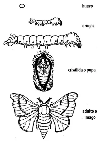 mariposa