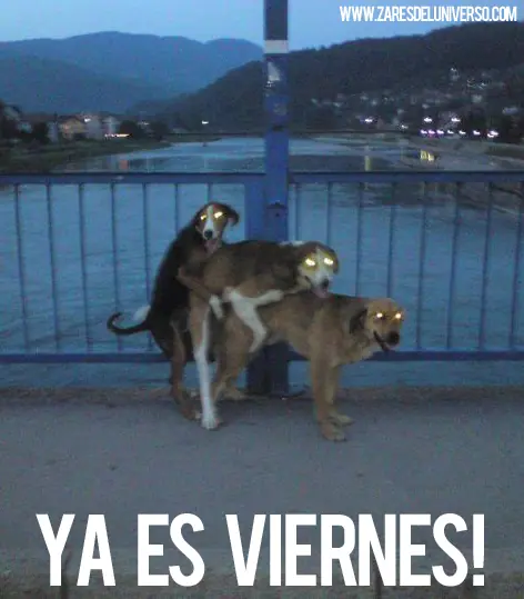 Memes y Gifs (Zares del universo)