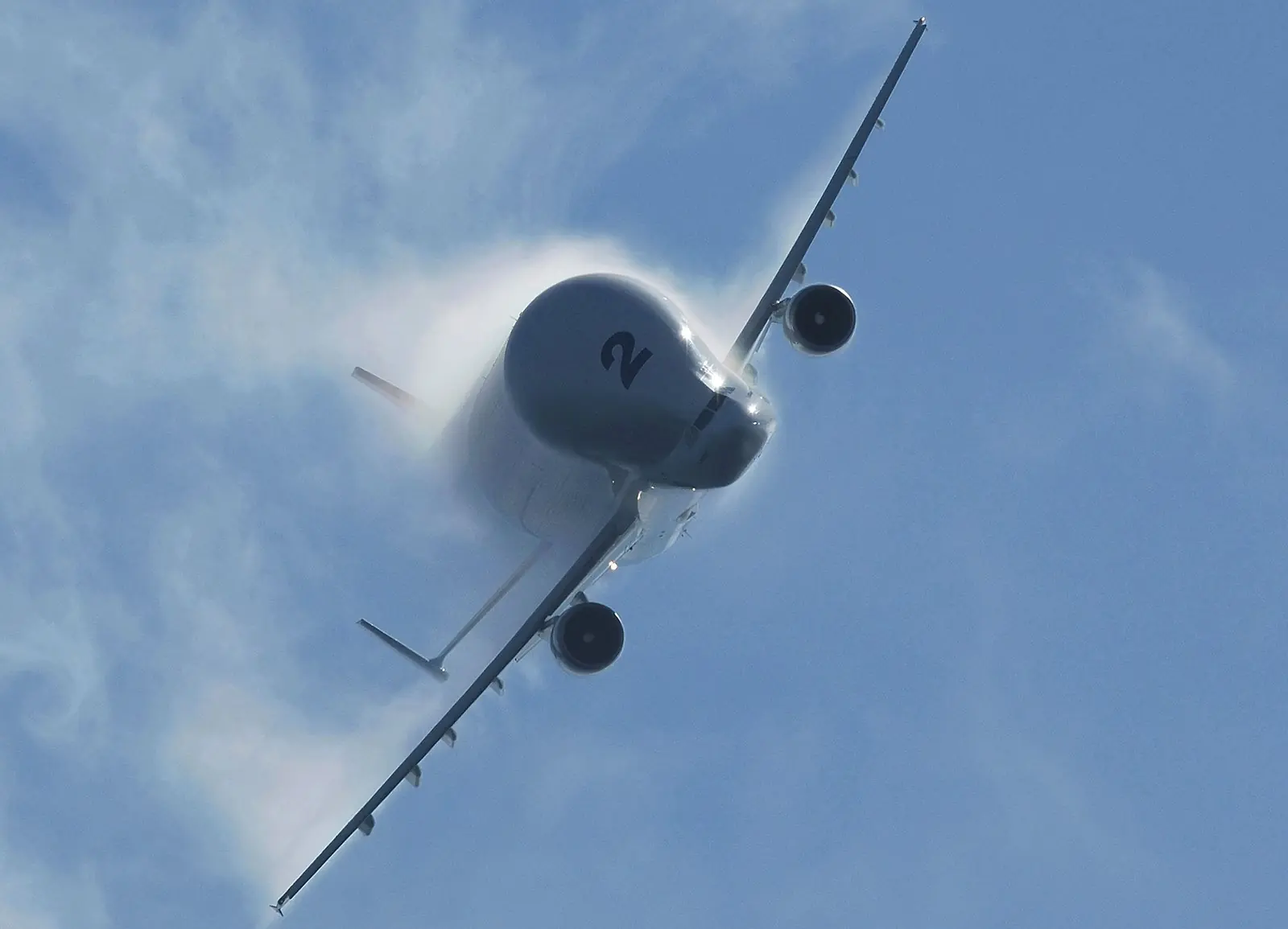 beluga