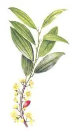 Cocaina