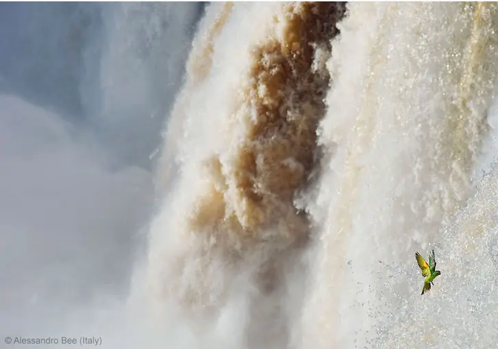 Premio de Fotografía Salvaje 2013: Iguazú gana en Londres