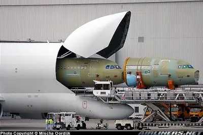 beluga