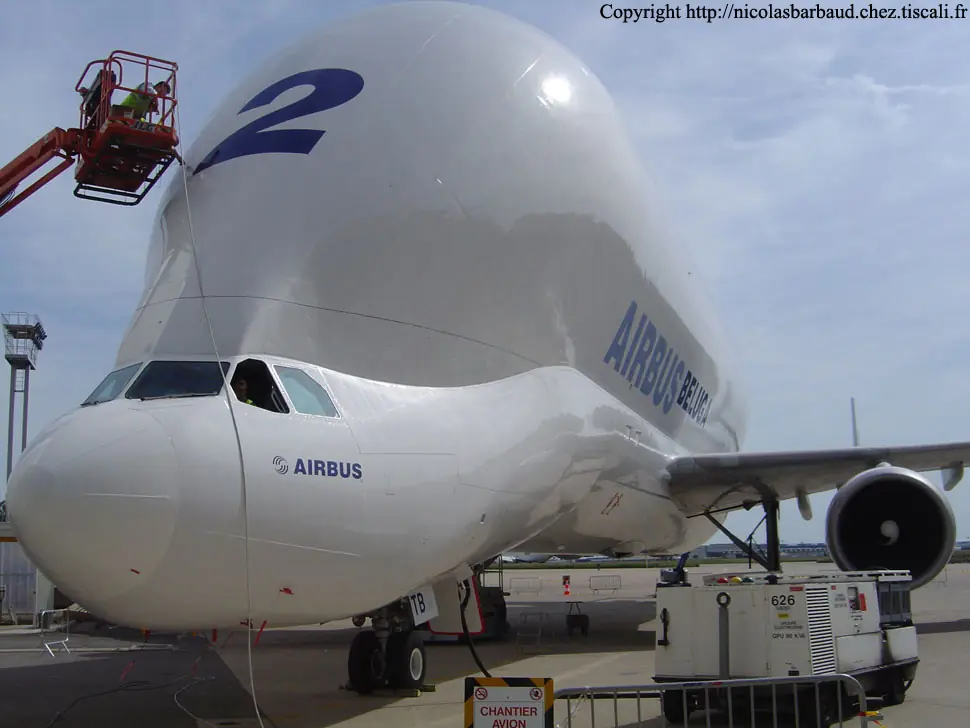 beluga