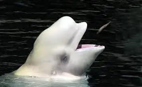 beluga