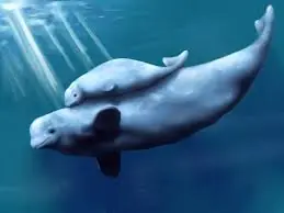 beluga