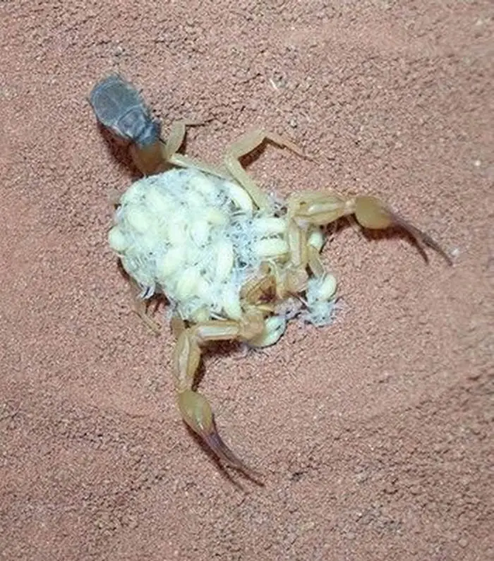 Alacránes! Muy cerca nuestro...Cuidado!