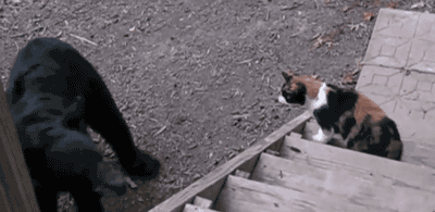 gatos