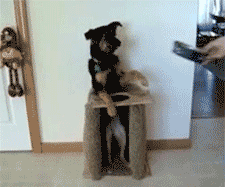 Gifs Grasiosos y buenos