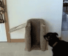 Gifs Grasiosos
