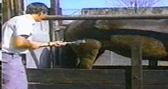 Gifs
