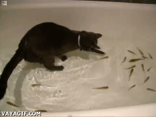 Gifs