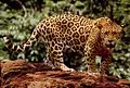 caon