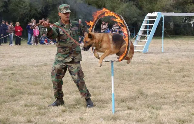 ejercito argentino