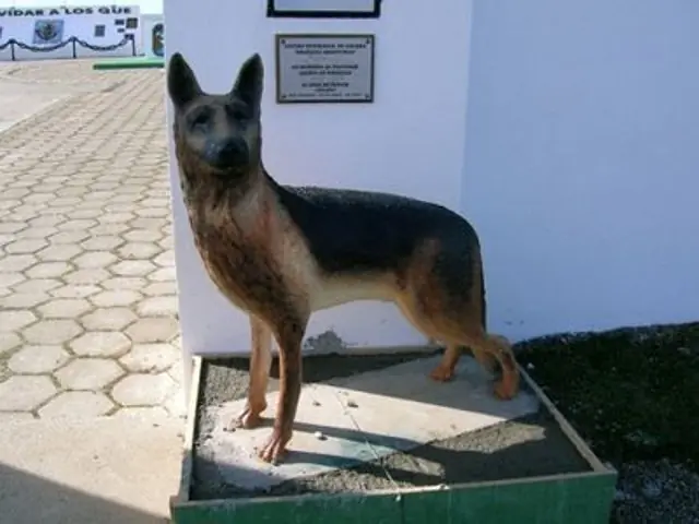 Perros de Guerra en Malvinas