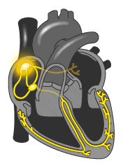 cardiovascular